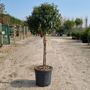 Prunus lusitanica 'Myrtifolia' ---